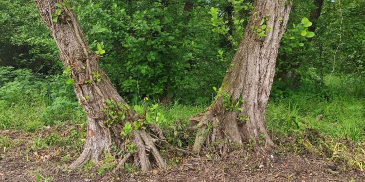 نابودی درختان جنگلی فتاتو | درختانی که به حال خود رها شده اند