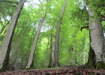 تنفس اشتباه، چالش جدید جنگل ها