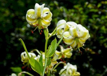 هشتمین جشنواره گل سوسن چلچراغ در رودبار برگزار می شود