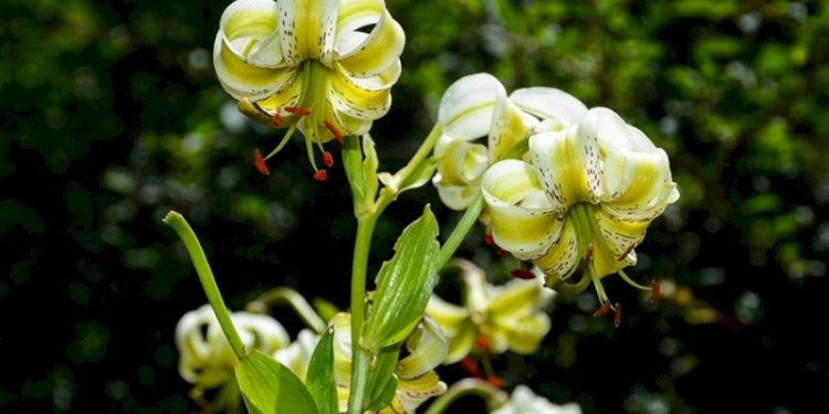 هشتمین جشنواره گل سوسن چلچراغ در رودبار برگزار می شود