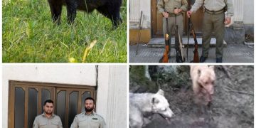 دستگیری شکارچیان متخلف گراز وحشی درشفت
