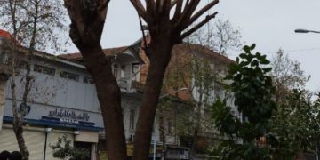 هرس نادرست (سربری) بلای جان درختان در جنگلداری شهری