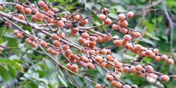 برگزاری جشنواره دوشاب‌ در دهستان نصیرمحله شفت