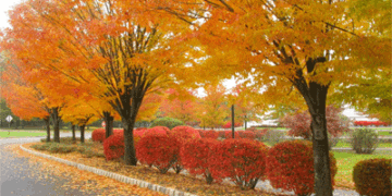 کاشت ۴۰۰ اصله درختان بومی گیلان در مسیر ۴ کیلومتری میدان گیل _ باغ رضوان