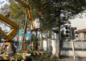 اجرای عملیات هرس و ایمن سازی درختان معابر شهر رشت