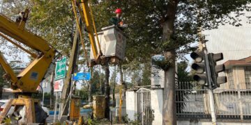 اجرای عملیات هرس و ایمن سازی درختان معابر شهر رشت