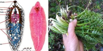 هشدار دانشگاه علوم پزشکی گیلان؛ خطر شیوع فاسیولا در بیشتر شهرهای گیلان