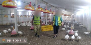 عرضه ۱۴ تن مرغ و ۲ تن ماهی توسط زندانیان لاهیجان به بازار عید کشور