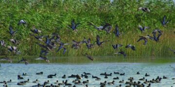 پیوستن به شبکه جهانی شهرهای تالابی نقطه عطفی برای بندر کیاشهر