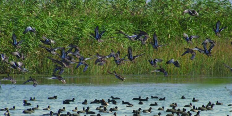 پیوستن به شبکه جهانی شهرهای تالابی نقطه عطفی برای بندر کیاشهر