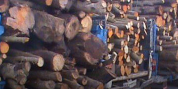 درختان را می‌برند، خبرش را ما می‌شنویم