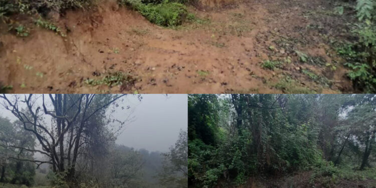 تخریب مجدد جنگلهای ثبت جهانی هیرکانی در سکوت و انفعال/ نظارت قضایی، بازدارنده یا تسهیلگر جرم؟