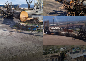 قطع درختان قدیمی امام‌زاده هاشم؛ از حافظه تاریخی تا احتمال شورش اجتماعی