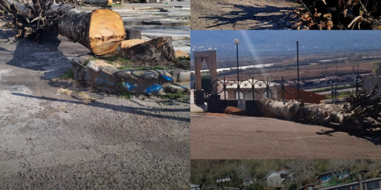 قطع درختان قدیمی امام‌زاده هاشم؛ از حافظه تاریخی تا احتمال شورش اجتماعی